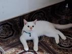 Persian cat cross