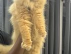 Persian Cat for Crossing