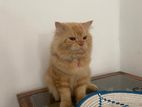 Persian Cat for Crossing