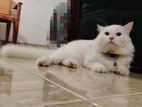 Persian Cat