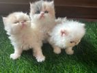 Persian Kittens