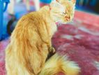 Persian Cat female
