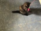 Persian Cat (Female)