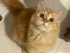 Persian Cat Female