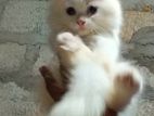 Persian Cat - Female