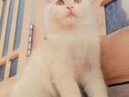 Persian Cat