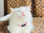 Persian Cat Female