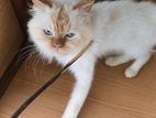 Persian Cat for Kind Home