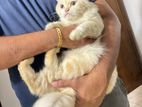 Persian Cat for Crossing