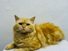 Persian Cat for Crossing