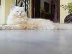 Persian Cat for Crossing