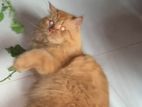 Persian cat for crossing