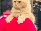 Persian Cat for Crossing