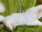 Persian Cat for Crossing