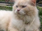 Persian Cat for Crossing