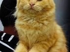 Persian Cat for Crossing