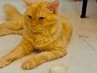 Persian Cat for Crossing
