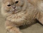 Persian Cat for Crossing