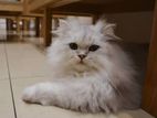 Persian Cat for Crossing
