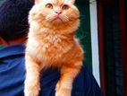 Persian Cat