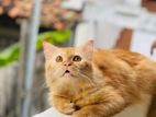 Persian Cat for Crossing