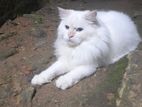 Persian Cat for Crossing