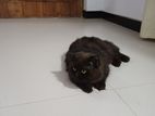 Persian Cat for Crossing