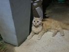 Persian Cat for Crossing