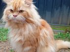 Persian Cat for Crossing