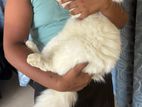 Persian Cat for Crossing