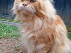 Persian Cat For Crossing