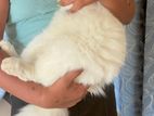 Persian Cat For Crossing