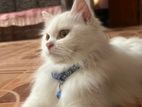 Persian Cat for Crossing