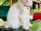 Persian Cat for Crossing