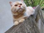 Persian Cat for Crossing