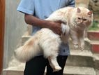 Persian Cat for Crossing