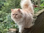 Persian Cat for Crossing