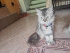 Persian Cat for Kind home