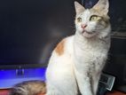 Persian Cat for Kind Home