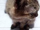 Persian Cat