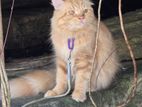 Persian Cat