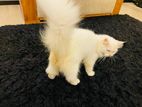 Persian Cat