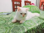 Persian Cat