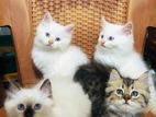 Persian Cats