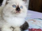 Persian Cat