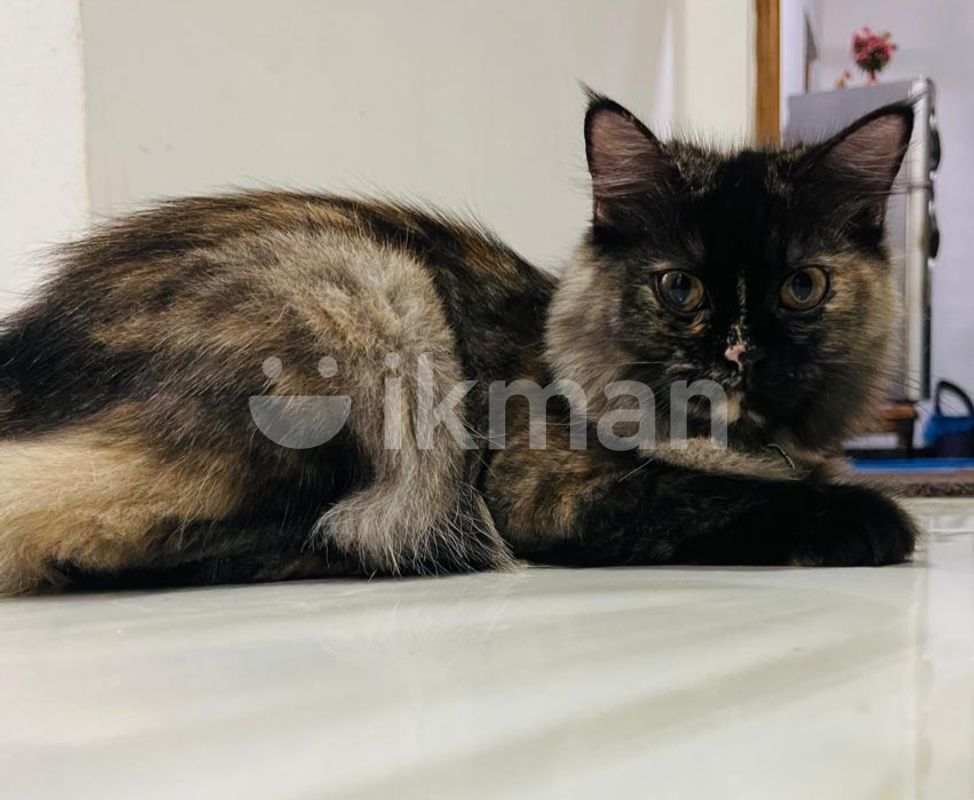 Male Tortoiseshell Tortoiseshell Cats For Sale Near Me
