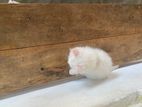Persian Kitten