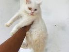 Persian cat