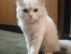 Persian Cat