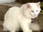 Persian Cat